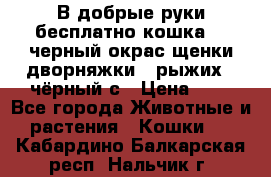 В добрые руки бесплатно,кошка,2.5черный окрас,щенки дворняжки,3 рыжих 1 чёрный,с › Цена ­ - - Все города Животные и растения » Кошки   . Кабардино-Балкарская респ.,Нальчик г.